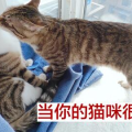 猫猫好困,揭秘猫咪嗜睡背后的秘密