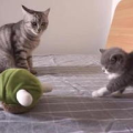 不呆猫,揭秘猫咪的智慧与趣味生活
