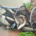 秋秋不要吃鱼,从鱼食主义者到素食探索者