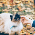 颉颉与猫,一场温馨的宠物奇遇记