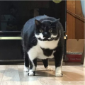 相扑猫