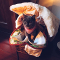喵小猫吃柠檬,喵小猫的柠檬冒险之旅