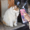 Ni的猫猫,温馨日常与成长故事